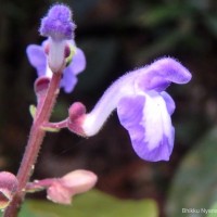 Scutellaria violacea var. violacea Heyne ex Benth.